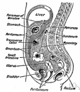 peritoneum - a transparent membrane that lines the abdominal cavity in mammals and covers most of the viscera