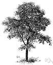 mimosa bush - tropical American thorny shrub or small tree