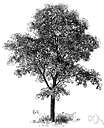 sweet wattle - tropical American thorny shrub or small tree