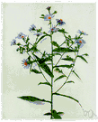 purple-stemmed aster - a variety of aster