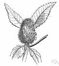 banksia - any shrub or tree of the genus Banksia having alternate leathery leaves apetalous yellow flowers often in showy heads and conelike fruit with winged seeds