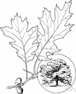 red oak - any of numerous American oaks having 4 stamens in each floret, acorns requiring two years to mature and leaf veins usually extending beyond the leaf margin to form points or bristles