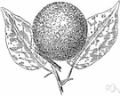 Maclura pomifera - small shrubby deciduous yellowwood tree of south central United States having spines, glossy dark green leaves and an inedible fruit that resembles an orange
