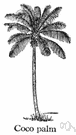 Cocos nucifera - tall palm tree bearing coconuts as fruits
