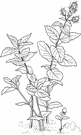 peppermint - herb with downy leaves and small purple or white flowers that yields a pungent oil used as a flavoring