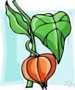 bladder cherry - Old World perennial cultivated for its ornamental inflated papery orange-red calyx bladder cherry - Old World perennial cultivated for its ornamental inflated papery orange-red calyx
