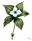 Cornus canadensis - creeping perennial herb distinguished by red berries and clustered leaf whorls at the tips of shoots