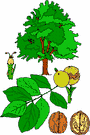 tree branch - any of the main branches arising from the trunk or a bough of a tree