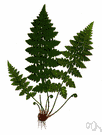 genus Cystopteris - chiefly small perennial rock ferns: bladder ferns