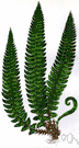 northern holly fern - evergreen European fern widely cultivated