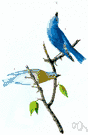 Sialia - North American bluebirds