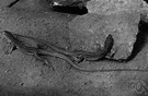 six-lined racerunner - very swift lizard of eastern and central United States