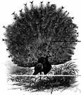 Pavo cristatus - peafowl of India and Ceylon