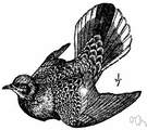 Streptopelia turtur - the common European wild dove noted for its plaintive cooing