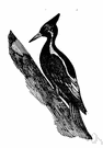 ivory-billed woodpecker - large black-and-white woodpecker of southern United States and Cuba having an ivory bill