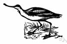 shore bird - any of numerous wading birds that frequent mostly seashores and estuaries