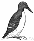 murre - black-and-white diving bird of northern seas