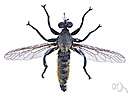 Asilidae - robber flies
