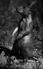 Prairie marmot - any of several rodents of North American prairies living in large complex burrows having a barking cry