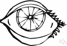 conjunctival layer of eyelids - the part of the conjunctiva lining the posterior surface of the eyelids
