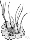 genus Anthoceros - hornworts