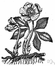 black hellebore - European evergreen plant with white or purplish rose-like winter-blooming flowers