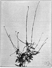 Sisymbrium officinale - stiffly branching Old World annual with pale yellow flowers