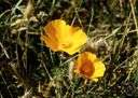 Welsh poppy - widely cultivated west European plant with showy pale yellow flowers