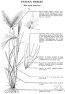 squirreltail barley - barley grown for its highly ornamental flower heads with delicate long silky awns