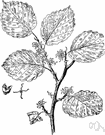 genus Hamamelis - deciduous shrubs or small trees: witch hazel