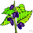 mulberry tree - any of several trees of the genus Morus having edible fruit that resembles the blackberry
