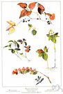 coral bush - Australian shrub having simple obovate leaves and brilliant scarlet flowers
