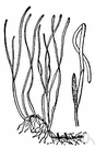 Zostera - (or in some classifications family Zosteraceae) small genus of widely distributed marine plants