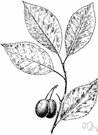 Canada plum - small tree native to northeastern North America having oblong orange-red fruit