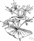 yellow honeysuckle - twining deciduous shrub with clusters of purple-tinged yellow-green flowers