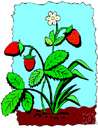 strawberry bush - upright deciduous plant with crimson pods and seeds