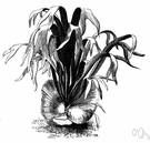 Platycerium bifurcatum - commonly cultivated fern of Australia and southeastern Asia and Polynesia