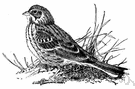 Pooecetes - a genus of Fringillidae