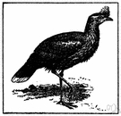 seriema - Brazilian Cariama