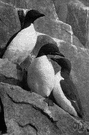 thick-billed murre - a variety of murre