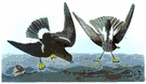 diving petrel - any of several small diving birds of southern hemisphere seas