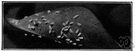 citrus whitefly - whitefly that attacks citrus trees