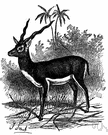 black buck - common Indian antelope with a dark back and spiral horns