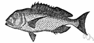 Sparidae - porgies