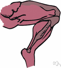 articular muscle - a muscle that inserts directly onto the capsule of a joint