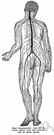 spinal nerve - any of the 31 pairs of nerves emerging from each side of the spinal cord (each attached to the cord by two roots: ventral and dorsal)