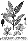 true laurel - small Mediterranean evergreen tree with small blackish berries and glossy aromatic leaves used for flavoring in cooking