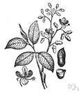 tonka bean - fragrant black nutlike seeds of the tonka bean tree