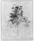 tumbleweed - bushy annual weed of central North America having greenish flowers and winged seeds