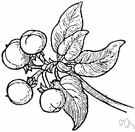 black bearberry - deciduous creeping shrub bright red in autumn having black or blue-black berries